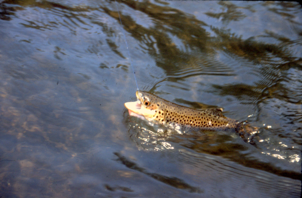 Trout At The Back Door - ON THE FLY SOUTH